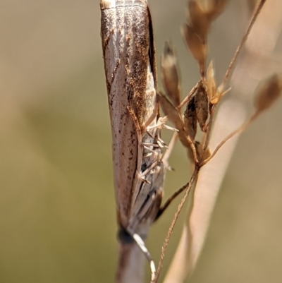 Culladia cuneiferellus (Crambinae moth) at Bluetts Block Area - 25 Dec 2023 by Miranda