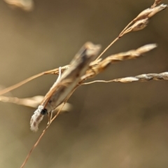 Culladia cuneiferellus at Block 402 - 26 Dec 2023