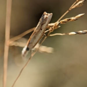 Culladia cuneiferellus at Bluetts Block (402, 403, 12, 11) - 26 Dec 2023 10:59 AM