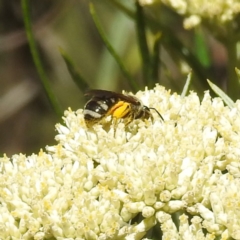 Lasioglossum (Chilalictus) sp. (genus & subgenus) at McQuoids Hill NR (MCQ) - 22 Dec 2023