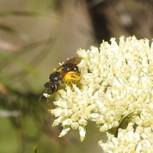 Lasioglossum (Chilalictus) sp. (genus & subgenus) at McQuoids Hill NR (MCQ) - 22 Dec 2023