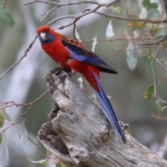 Platycercus elegans (Crimson Rosella) at Conder Ponds & stormwater drain - 26 Dec 2023 by RodDeb