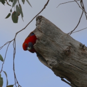 Platycercus elegans at Conder Ponds & stormwater drain - 26 Dec 2023 01:02 PM