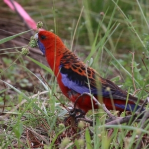 Platycercus elegans at Conder Ponds & stormwater drain - 26 Dec 2023 01:02 PM