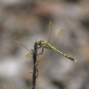 Orthetrum caledonicum at Cuumbeun Nature Reserve - 26 Dec 2023