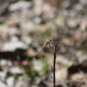 Orthetrum caledonicum at Cuumbeun Nature Reserve - 26 Dec 2023