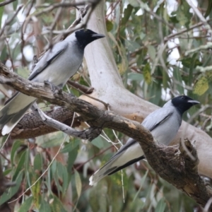 Coracina novaehollandiae at Conder, ACT - 26 Dec 2023