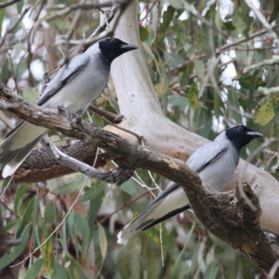 Coracina novaehollandiae (Black-faced Cuckooshrike) at Conder, ACT - 26 Dec 2023 by RodDeb