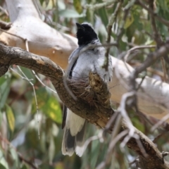 Coracina novaehollandiae at Conder, ACT - 26 Dec 2023