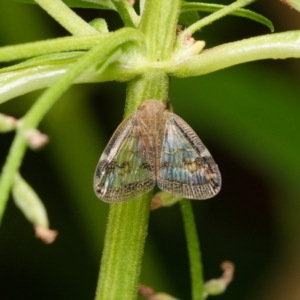 Scolypopa australis at Downer, ACT - 26 Dec 2023