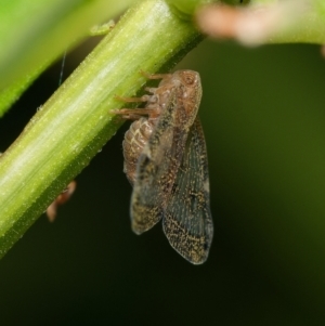 Scolypopa australis at Downer, ACT - 26 Dec 2023