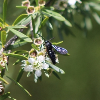 Austroscolia soror (Blue Flower Wasp) at Cuumbeun Nature Reserve - 26 Dec 2023 by Csteele4
