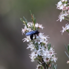 Austroscolia soror at Cuumbeun Nature Reserve - 26 Dec 2023 01:59 PM