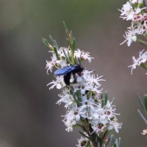 Austroscolia soror at Cuumbeun Nature Reserve - 26 Dec 2023 01:59 PM