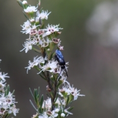 Austroscolia soror at Cuumbeun Nature Reserve - 26 Dec 2023 01:59 PM