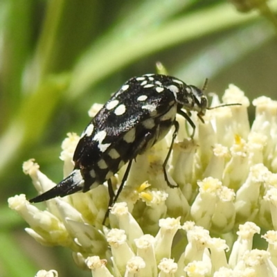 Mordella dumbrelli (Dumbrell's Pintail Beetle) at McQuoids Hill - 22 Dec 2023 by HelenCross