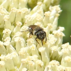 Lasioglossum (Chilalictus) sp. (genus & subgenus) (Halictid bee) at McQuoids Hill - 22 Dec 2023 by HelenCross