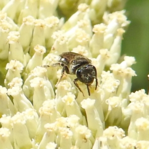 Lasioglossum (Chilalictus) sp. (genus & subgenus) at McQuoids Hill NR (MCQ) - 22 Dec 2023