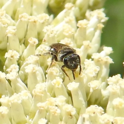 Lasioglossum (Chilalictus) sp. (genus & subgenus) (Halictid bee) at McQuoids Hill - 22 Dec 2023 by HelenCross