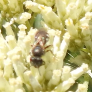 Lasioglossum (Chilalictus) sp. (genus & subgenus) at McQuoids Hill NR (MCQ) - 22 Dec 2023