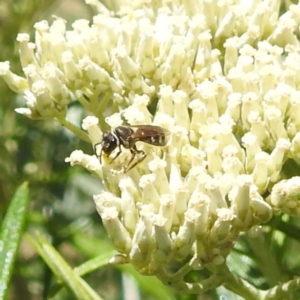 Lasioglossum (Chilalictus) sp. (genus & subgenus) at Undefined Area - 22 Dec 2023 11:27 AM