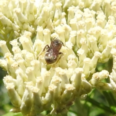 Lasioglossum (Chilalictus) sp. (genus & subgenus) at McQuoids Hill NR (MCQ) - 22 Dec 2023