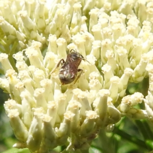 Lasioglossum (Chilalictus) sp. (genus & subgenus) at Undefined Area - 22 Dec 2023 11:27 AM