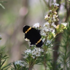 Eutrichopidia latinus (Yellow-banded Day-moth) at Cuumbeun Nature Reserve - 26 Dec 2023 by Csteele4