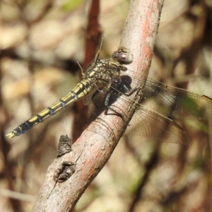 Orthetrum caledonicum at Wingecarribee Local Government Area - 22 Dec 2023