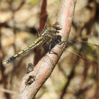 Orthetrum caledonicum (Blue Skimmer) at Mittagong, NSW - 22 Dec 2023 by GlossyGal