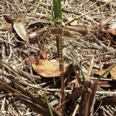 Adversaeschna brevistyla at Wingecarribee Local Government Area - 22 Dec 2023 by GlossyGal