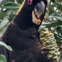 Zanda funerea (Yellow-tailed Black-Cockatoo) at Kioloa Bushcare Group - 26 Dec 2023 by Steve818