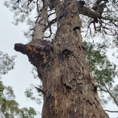 Eucalyptus longifolia (Woollybutt) at Kioloa, NSW - 26 Dec 2023 by Steve818
