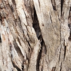 Eucalyptus longifolia at Murramarang National Park - 26 Dec 2023