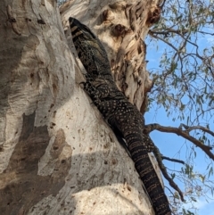 Varanus varius at Bookham, NSW - suppressed