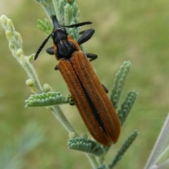 Porrostoma rhipidium (Long-nosed Lycid (Net-winged) beetle) at Charleys Forest, NSW - 2 Jan 2021 by arjay