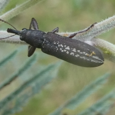 Rhinotia sp. (genus) (Unidentified Rhinotia weevil) at Mongarlowe River - 2 Jan 2021 by arjay