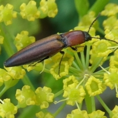 Elateridae sp. (family) (Unidentified click beetle) at Mongarlowe River - 3 Jan 2021 by arjay