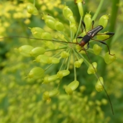 Amphirhoe decora (Decora Longicorn Beetle) at Charleys Forest, NSW - 3 Jan 2021 by arjay