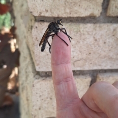 Unidentified Robber fly (Asilidae) at Wanniassa, ACT - 25 Dec 2023 by NickDaines