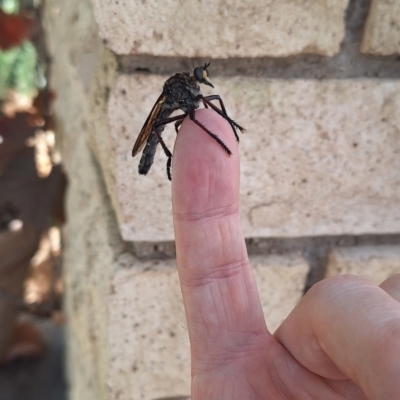 Chrysopogon muelleri (Robber fly) at Wanniassa, ACT - 26 Dec 2023 by NickDaines