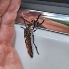 Chrysopogon muelleri at Wanniassa, ACT - 26 Dec 2023