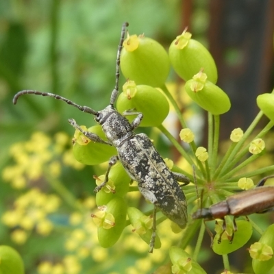 Pempsamacra dispersa (Longhorn beetle) at Mongarlowe River - 3 Jan 2021 by arjay