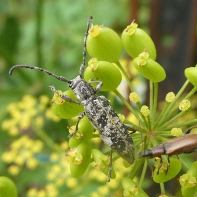 Pempsamacra dispersa (Longhorn beetle) at Charleys Forest, NSW - 3 Jan 2021 by arjay