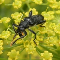 Eleale sp. (genus) (Clerid beetle) at Charleys Forest, NSW - 3 Jan 2021 by arjay