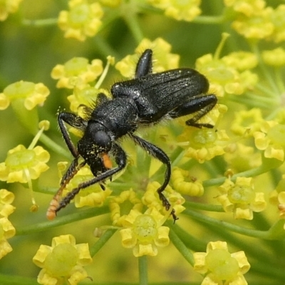 Eleale sp. (genus) (Clerid beetle) at Charleys Forest, NSW - 3 Jan 2021 by arjay