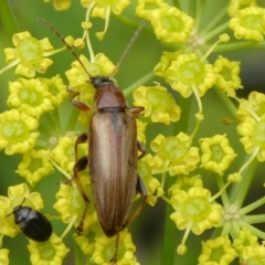 Alleculinae sp. (Subfamily) (Unidentified Comb-clawed beetle) at Charleys Forest, NSW - 4 Jan 2021 by arjay