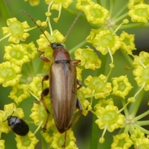 Alleculinae sp. (Subfamily) at QPRC LGA - 4 Jan 2021