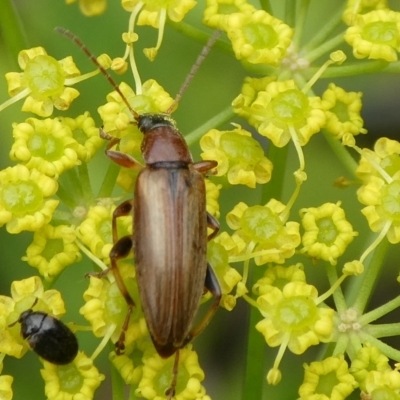 Alleculinae sp. (Subfamily) (Unidentified Comb-clawed beetle) at Mongarlowe River - 4 Jan 2021 by arjay