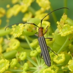 Syllitus rectus (Longhorn beetle) at Mongarlowe River - 4 Jan 2021 by arjay